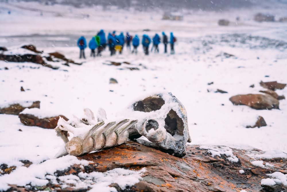 Arctic Animal Sightings Onboard Ocean Endeavor