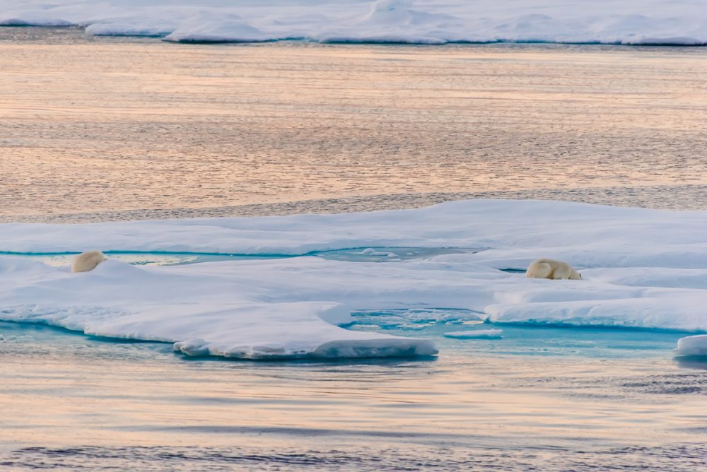 Arctic Animal Sightings Onboard Ocean Endeavor