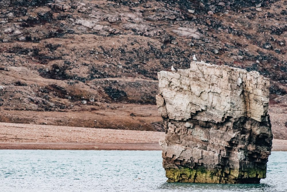 Arctic Animal Sightings Onboard Ocean Endeavor