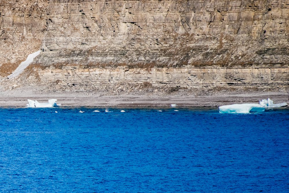 Arctic Animal Sightings Onboard Ocean Endeavor