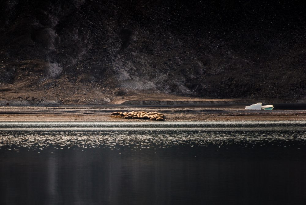 Arctic Animal Sightings Onboard Ocean Endeavor