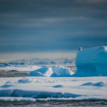 Arctic Animal Sightings Onboard Ocean Endeavor
