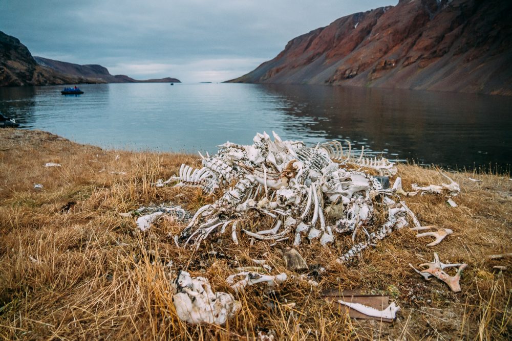 Arctic Animal Sightings Onboard Ocean Endeavor