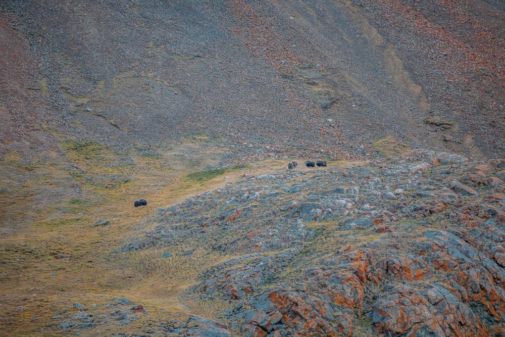 Arctic Animal Sightings Onboard Ocean Endeavor