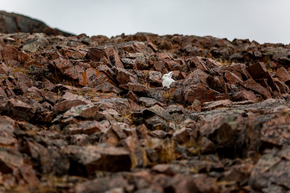 Arctic Animal Sightings Onboard Ocean Endeavor