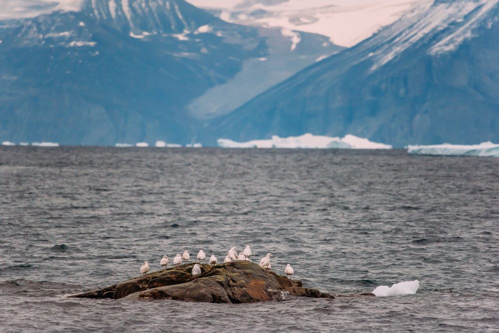 Arctic Animal Sightings Onboard Ocean Endeavor