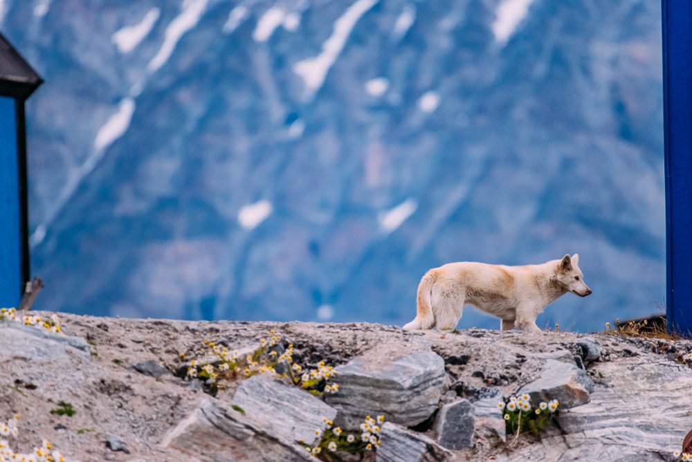 Arctic Animal Sightings Onboard Ocean Endeavor