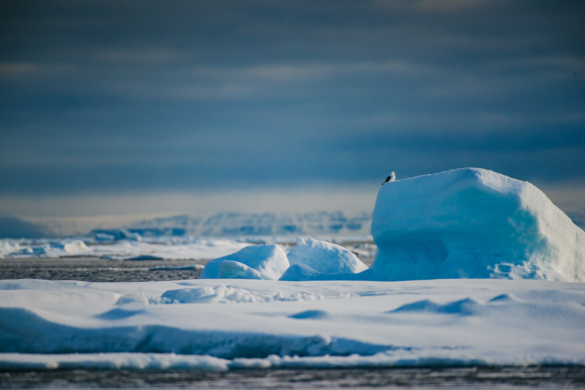 Arctic Animal Sightings Onboard Ocean Endeavor